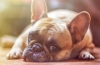 Zapalenie wątroby u psów: objawy i leczenie