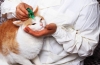 Gestrenol dla kotów i kotów: instrukcje użytkowania