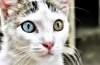 Heterochromia, czyli dlaczego koty mają inne oczy