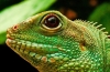 Jaszczurka olbrzymia - legwan zielony