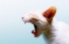 Zapalenie dziąseł u kotów: objawy i leczenie