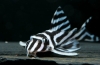 Hypancistrus zebra l046 - numerowany sum