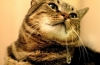 Nadmierne ślinienie: dlaczego kot ślini się z ust