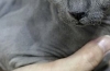 Hipoalergiczne rasy kotów dla alergików: zdjęcia i imiona