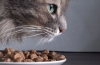 Hipoalergiczna karma dla kotów: recenzje i recenzje popularnej suchej karmy, a także wszystko o alergiach pokarmowych u kotów