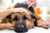 Niedoczynność tarczycy u psów: objawy i leczenie