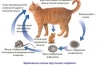 Robaki u kotów: rodzaje, objawy, leczenie i profilaktyka