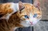 Niebieskookie koty ojos azules: standardy i opis ojos azules