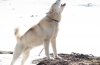 Grenlandzki pies zaprzęgowy greenlandsshund