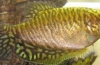 Gourami golden - słoneczne zajączki w akwarium