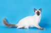 Charakterystyka i pielęgnacja długowłosego kota balijskiego