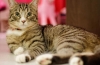 Typowe objawy zapalenia stawów u kotów i metody leczenia