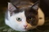 Typowe objawy i leczenie zapalenia jelita grubego u kotów