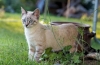 Typowe objawy i leczenie choroby zakrzepowo-zatorowej u kotów