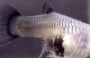 Sztuczki pozwalające zidentyfikować ciężarnego gupika i opiekować się rybą