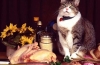 Holistyczna karma dla kotów: co to jest i dlaczego jest lepsza