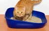 Idiopatyczne zapalenie pęcherza u kotów: przyczyny i leczenie