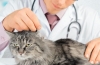 Choroby zakaźne u kotów: objawy, leczenie, profilaktyka