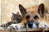 Instrukcja stosowania leku hondartron dla kotów i psów