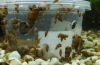 Pozbądź się ślimaków w akwarium: 4 najskuteczniejsze metody!