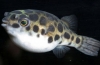 Trująca ryba fugu - niebezpieczny przysmak