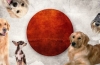 Japońskie pseudonimy dla psów - wybierz imię, które ma znaczenie