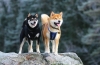 Japońskie rasy psów