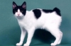 Japoński bobtail: opis rasy i charakteru kotów