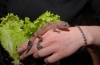 Gekon jaszczurczy: rodzaje, rozmiary i utrzymanie zwierzęcia w niewoli