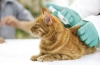 Execan dla kotów - instrukcje użytkowania i dawkowania leku