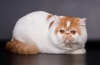 Kot egzotyczny krótkowłosy: opis rasy i opieka nad zwierzakiem