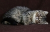 Kot egzotyczny lub pers krótkowłosy