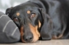 Zapalenie jelit u psów: objawy i leczenie choroby