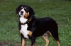 Pies pasterski entlebucher jest jednym z najrzadszych psów pasterskich na świecie