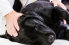 Padaczka u psów: pierwsza pomoc i popularne zabiegi