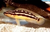 Yulidochromis ornatus