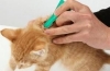 Jak działają krople pcheł dla kotów