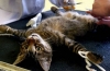 Jak kastrować koty: rodzaje i cechy procedur