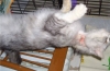 Jak leczy się podskórne kleszcze u kotów w domu??
