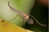 Jak się nazywa i co je larwa komara?