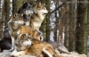 Jak polują wilki