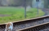 Jak przewozić kota lub kota w pociągu: wszystkie niuanse podróży, niezbędne dokumenty, przygotowanie zwierzęcia, przydatne wskazówki