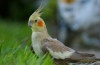 Jak śpiewa samiec papugi „corella” - cechy dźwięków