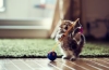 Jak zabawki dla kotów pomagają w życiu i wychowaniu zwierzaków