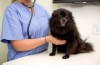 Jak objawia się niedokrwienie u psów, metody diagnozowania i przywracania funkcji serca