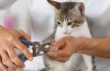 Jak usunąć pazury u kotów i czy warto to robić?