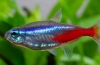 Jak rozmnażają się neonowe ryby w domowym akwarium?