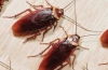 Jak rozmnażają się karaluchy - przydatna wiedza do zwalczania owadów