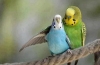 Jak rozmnażają się papużki faliste w domu?