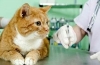 Jak rozwija się toksoplazmoza u kotów i jej objawy